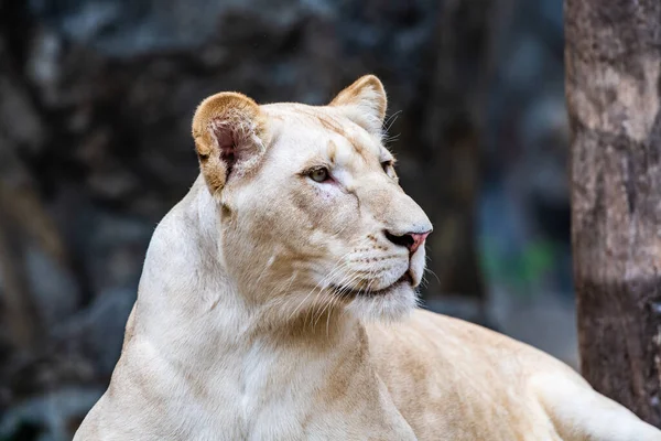 Head Shot White Lion Thailand — Stock Photo, Image