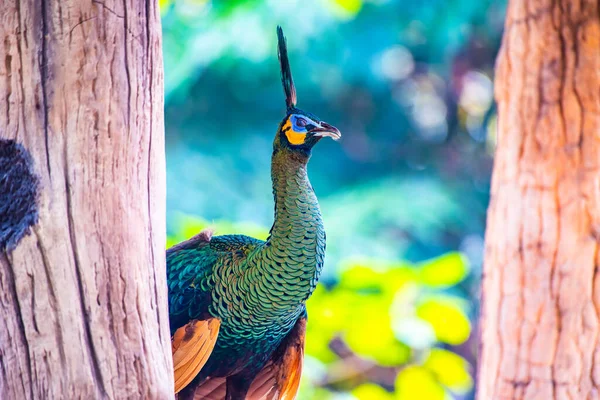 Peacock Nature Thailand — Foto de Stock