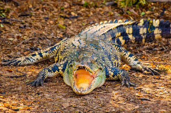 Siamese Crocodile Nature Thailand — 图库照片