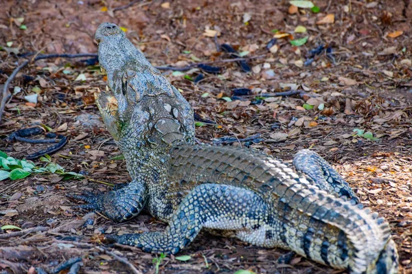 Siamese Crocodile Nature Thailand — Stock Photo, Image