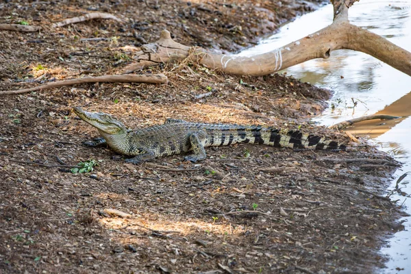 Сиамский Крокодил Природе Таиланд — стоковое фото