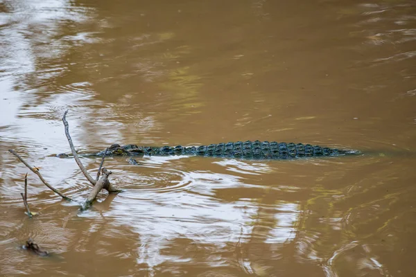 Crocodilo Siamês Natureza Tailândia — Fotografia de Stock