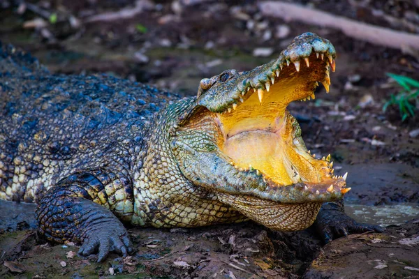 Action Crocodile Siamois Dans Nature Thaïlande — Photo