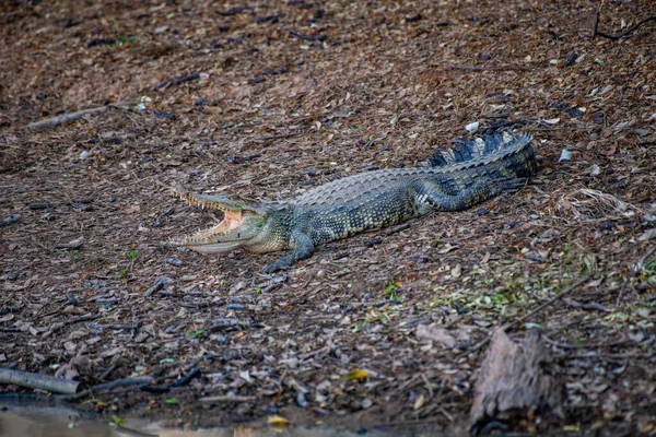 Siamese Krokodil Natuur Thailand — Stockfoto