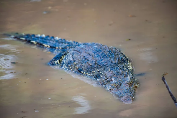 Crocodile Siamois Dans Nature Thaïlande — Photo