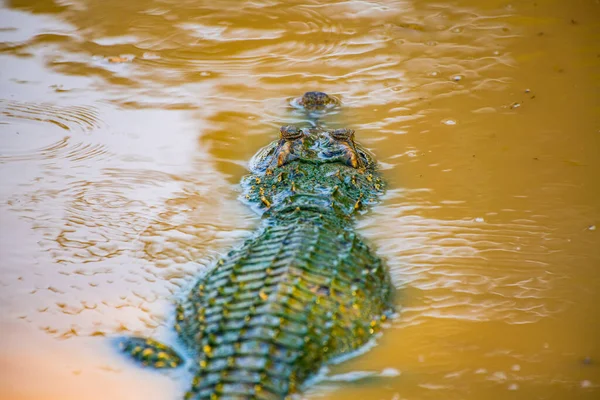 Сіамський Крокодил Природі Таїланд — стокове фото
