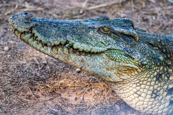 Akció Sziámi Krokodil Jellegű Thaiföld — Stock Fotó