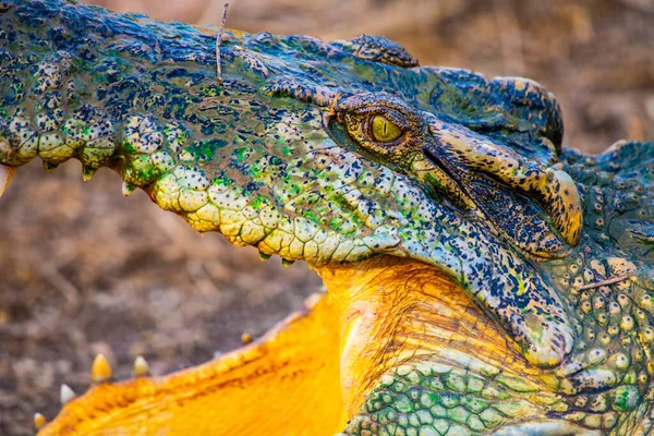 Ação Crocodilo Siamês Natureza Tailândia — Fotografia de Stock