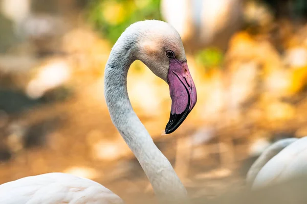Greater Flamingos Thai Thailand Royalty Free Stock Photos