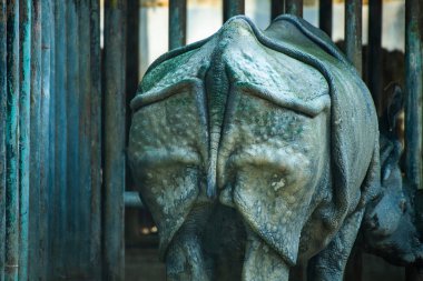 Back view of Indian rhinoceros in Thai zoo.