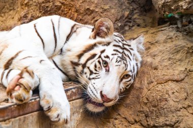 White Tiger or Panthera tigris in Thai, Thailand.