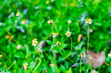 Grass flower in the nature, Thailand.