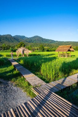 Rice field in Huay Tueng Tao project, Thailand.