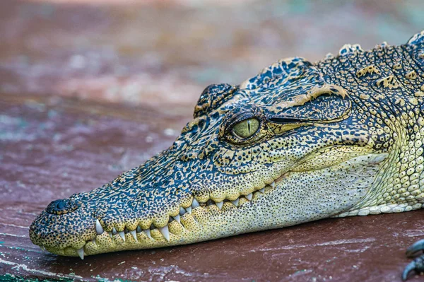 Face Siamese Crocodile Thailand — Photo