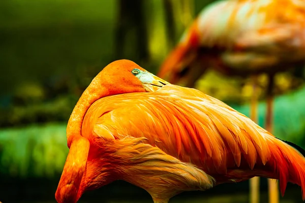 泰国泰国动物园的美国火烈鸟 — 图库照片