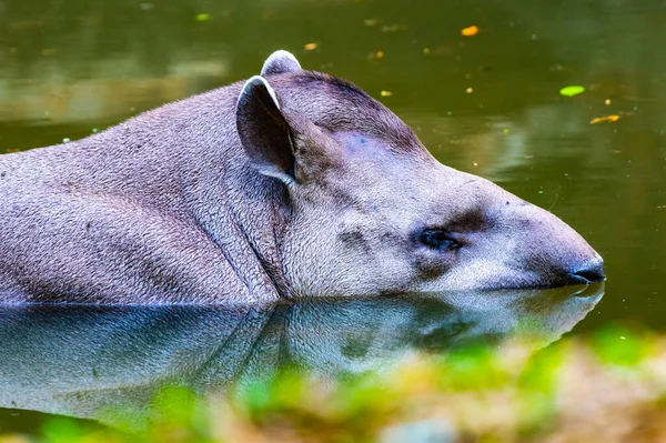 Brazilian Tapir Water Thailand — Fotografia de Stock