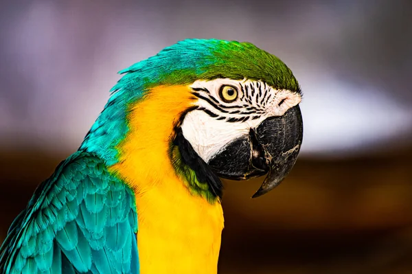 Blue Yellow Macaw Bird Thai Thailand — Stock Photo, Image