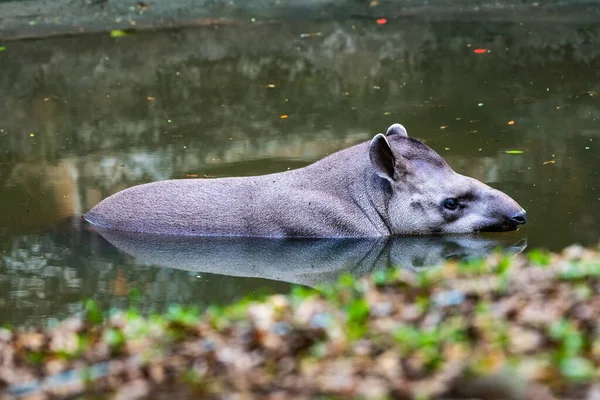 Бразильский Тапир Воде Таиланд — стоковое фото