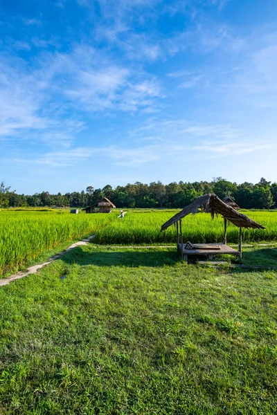 Rice field in Huay Tueng Tao project, Thailand.