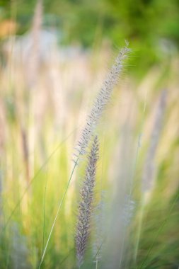 Doğal arka planı olan çim çiçeği, Tayland.