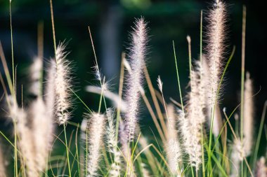 Doğal arka planı olan çim çiçeği, Tayland.