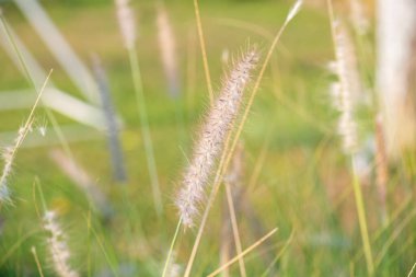 Doğal arka planı olan çim çiçeği, Tayland.