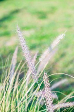 Doğal arka planı olan çim çiçeği, Tayland.