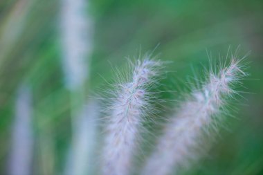 Doğal arka planı olan çim çiçeği, Tayland.
