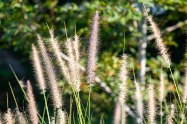 Doğal arka planı olan çim çiçeği, Tayland.