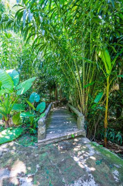Arboretum Trail in Queen Sirikit Botanic Garden, Chiang Mai Province.