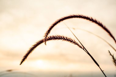 Grass flower with Kwan Phayao background, Thailand.