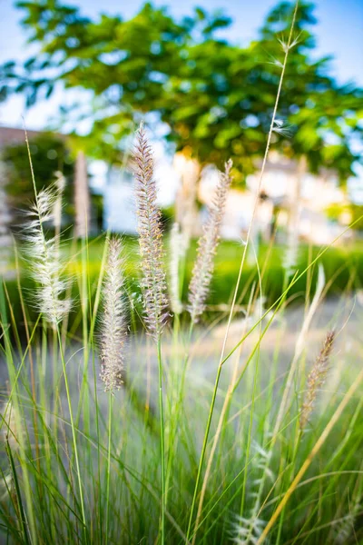 Grass flower with house background, Thailand.