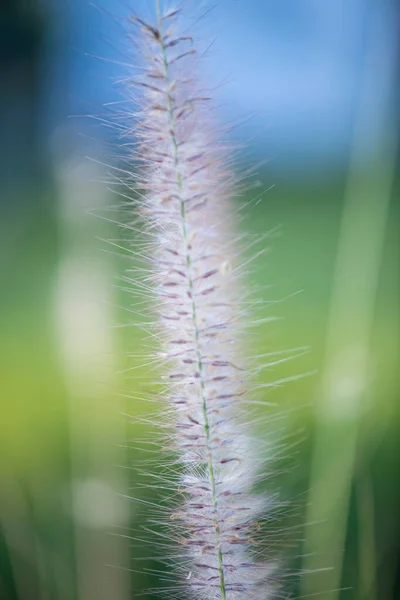 Grass Flower Natural Background Thailand — Zdjęcie stockowe