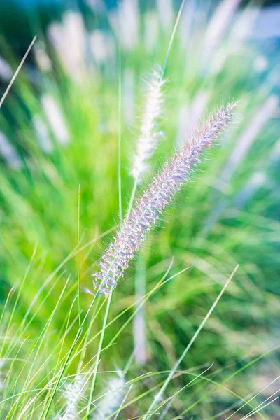 Grasbloem Met Natuurlijke Achtergrond Thailand — Stockfoto