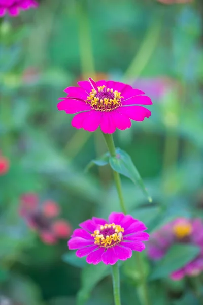 Zinnia Flower Natural Background Thailand — Foto Stock