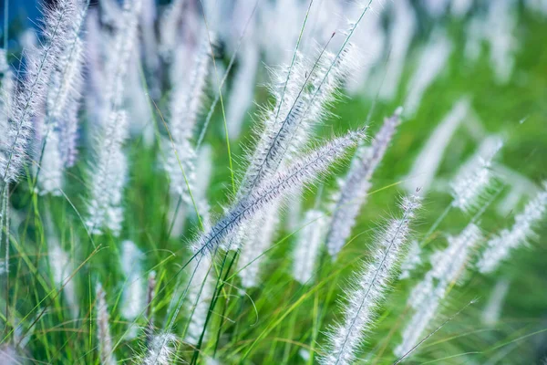 Grass Flower Natural Background Thailand — Stockfoto