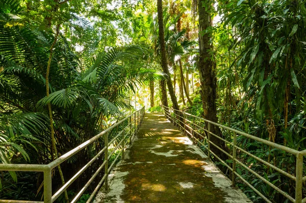 Arboretum Trail Queen Sirikit Botanic Garden Chiang Mai Province — Stockfoto