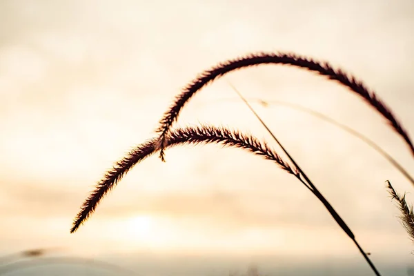 stock image Grass flower with Kwan Phayao background, Thailand.