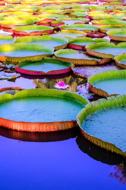 Chiang Rai Eyaleti 'ndeki Victoria Waterlily Parkı, Tayland.