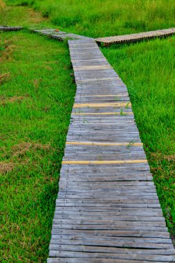 Bamboo Walkway in Rice Field, Chiang Mai Province.