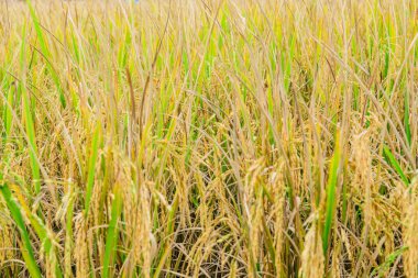 Rice Paddy in Field, Chiang Mai Province.