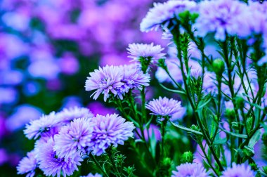 Violet flower in the garden, Chiang Mai province.
