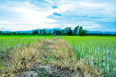 Rice field in Phayao province, Thailand.