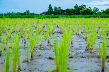 Rice field in Phayao province, Thailand.