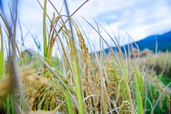 Rice Paddy Field Chiang Mai Province — Stock fotografie