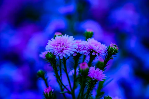 Violet Flower Garden Chiang Mai Province — Stock Photo, Image