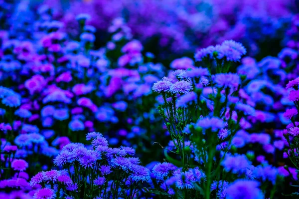 Violet Flower Garden Chiang Mai Province — Fotografia de Stock