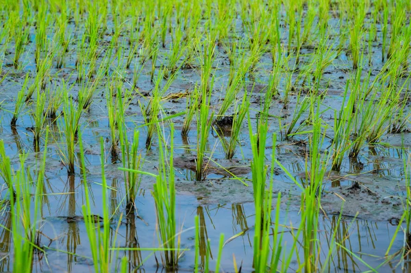 Rice Field Phayao Province Thailand — Stock Fotó
