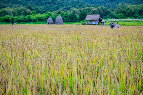 Rice Field Chiang Mai Country Thailand Imagem De Stock