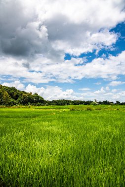 Tayland 'ın Lampang bölgesindeki pirinç tarlası.